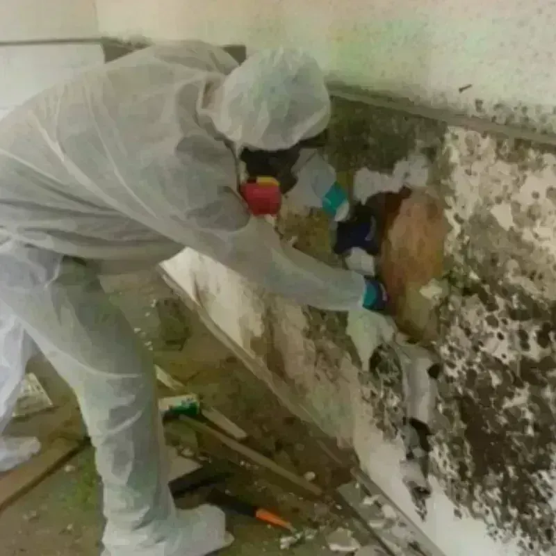 Mold Remediation and Removal in Fincastle, TN